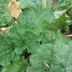Rheum officinale Feuille