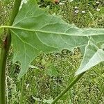 Atriplex micrantha Leaf