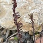 Linum bienne Feuille