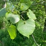 Populus deltoidesLevél