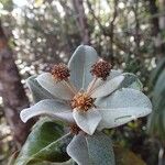 Codia albifrons Flor