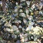 Buxus sempervirens Blad