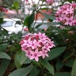 Pentas lanceolata ᱵᱟᱦᱟ