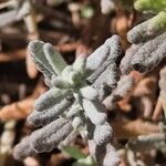 Teucrium polium Blad