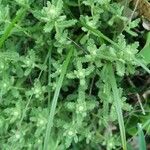 Teucrium rouyanum Leaf