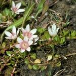 Anagallis alternifolia Λουλούδι