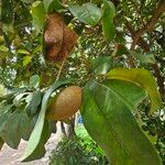 Manilkara zapota Fruit