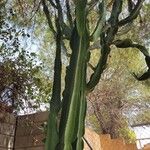 Euphorbia murielii Bark