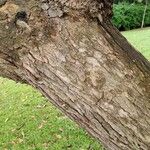 Eucalyptus robusta বাকল