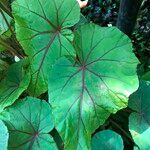 Begonia handelii Folha