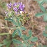 Trigonella caerulea Flor