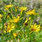 Senecio brasiliensis Flor