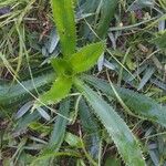 Eryngium agavifolium ഇല