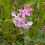 Silene gallica Blüte