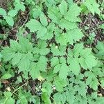 Actaea rubra Levél