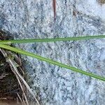 Juncus alpinoarticulatus Folha