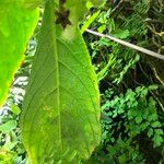 Columnea medicinalis 葉
