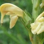 Pedicularis ascendens Flower