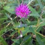 Centaurea deusta Çiçek