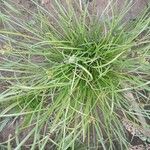 Cyperus flavescens Blad