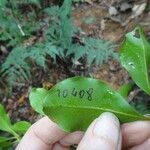 Syzygium arboreum Leaf