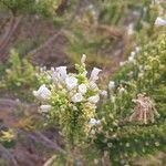 Fabiana imbricata Flower