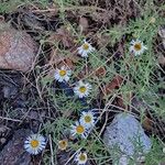 Erigeron pumilus ᱵᱟᱦᱟ