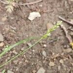 Carex pairae Kvet