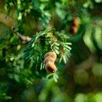 Tamarindus indica Fruit