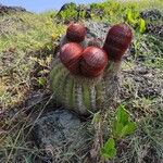 Melocactus intortus Квітка