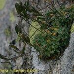 Draba dubia Corteza