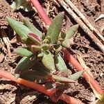 Portulaca quadrifida Folha