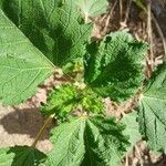 Croton hirtus Leaf