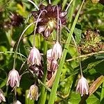 Allium oleraceum Flor