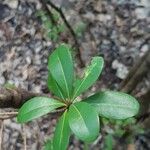 Byrsonima lucida Leaf