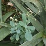 Kalanchoe ceratophylla Blatt