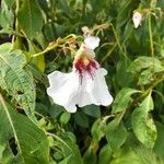 Impatiens tinctoria Цвят
