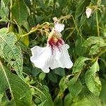 Impatiens tinctoria Flower