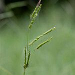 Urochloa eminii Frukt