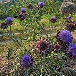 Cynara cardunculusKvet