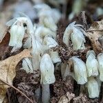 Monotropa uniflora ফুল