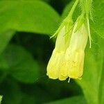 Symphytum tuberosum Flor
