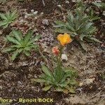 Oenothera longiflora Habitatea