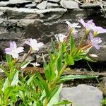 Epilobium alsinifolium Квітка