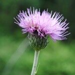 Cirsium heterophyllumΛουλούδι