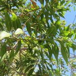 × Chitalpa tashkentensis Fuelha