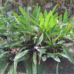 Prosthechea fragrans Feuille