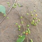 Grewia bicolor Fruit