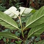Gaertnera letouzeyi Leaf