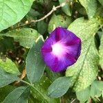 Ipomoea purpureaKvět